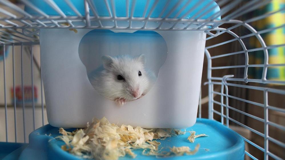 Phát hiện chuột hamster có thể lây Covid cho người - Ảnh 3
