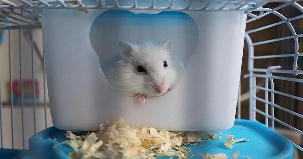 Phát hiện chuột hamster có thể lây Covid cho người