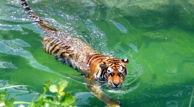 Lý do hổ không sợ nước và bơi cực giỏi - Ảnh 2