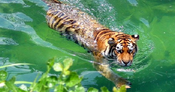 Lý do hổ không sợ nước và bơi cực giỏi