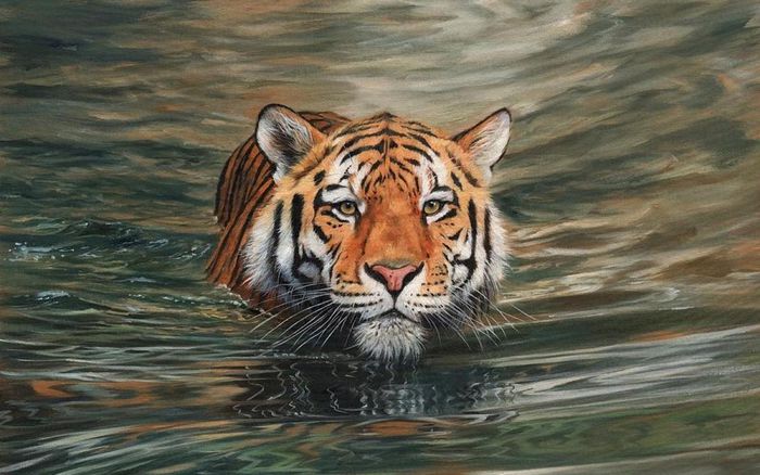 Lý do hổ không sợ nước và bơi cực giỏi - Ảnh 3