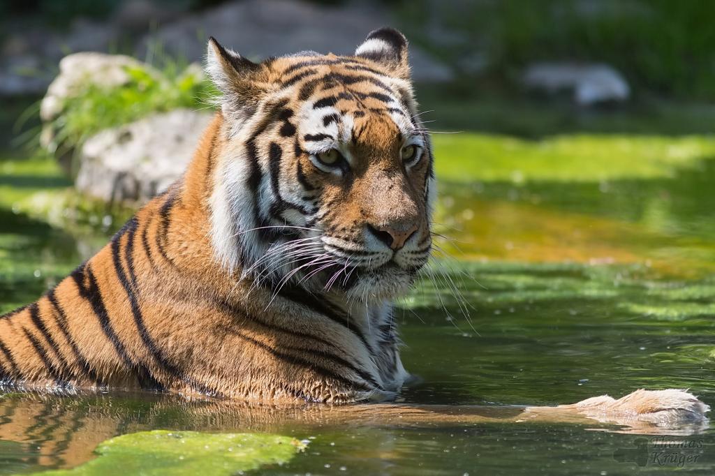Lý do hổ không sợ nước và bơi cực giỏi - Ảnh 1
