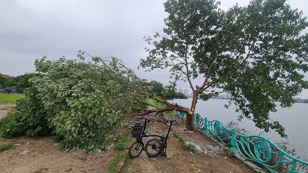 “Cây cô đơn” ở hồ Tây bị chặt trộm giữa đêm, công an truy tìm thủ phạm