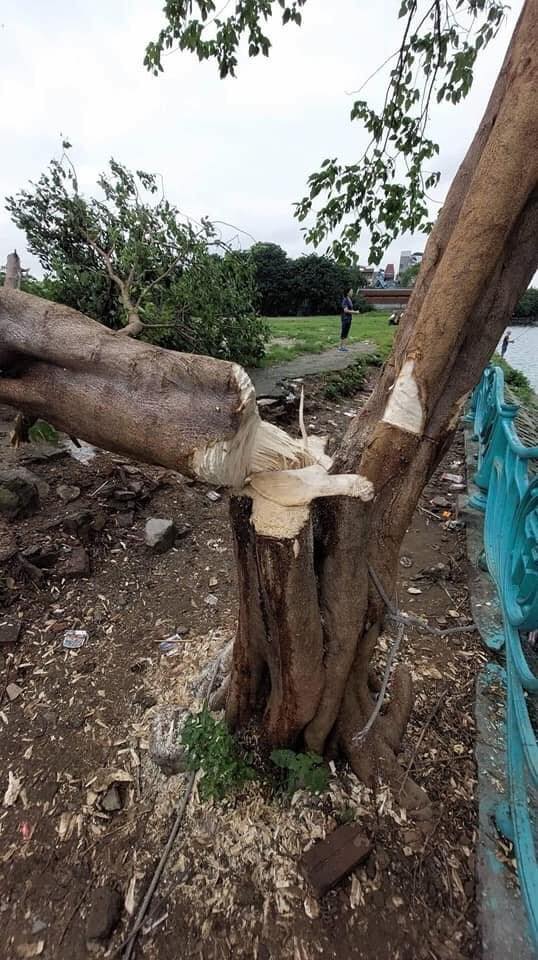 Lãnh đạo địa phương cho biết đã nắm được thông tin và sẽ cho kiểm tra ngay
 - Ảnh 5