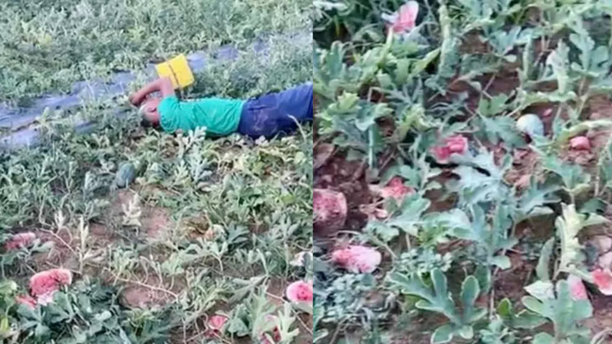 Cụ ông Nghệ An khóc thảm thiết, nằm vật vã bên ruộng dưa bị kẻ xấu phá hoại