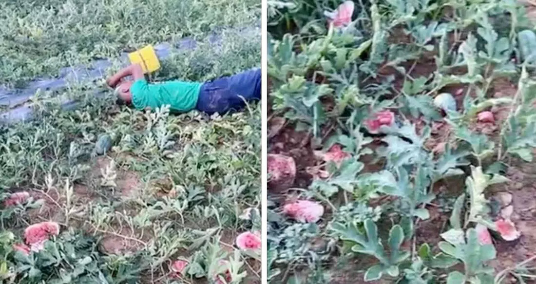 Cụ ông khóc lóc thảm thiết, nằm vật vã bên ruộng dưa hấu bị phá hoại - Ảnh 1