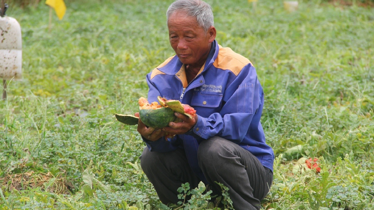 Cụ ông Nghệ An muốn tha thứ cho nhóm thanh niên phá ruộng dưa vì nhỏ dại
