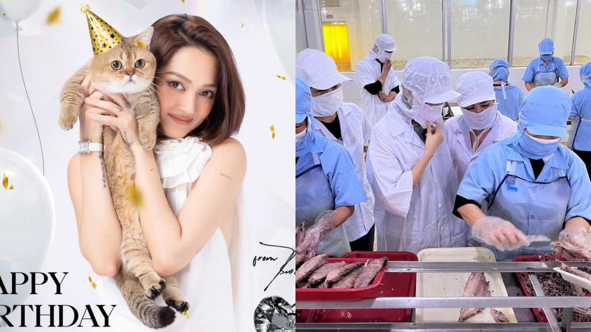 Bảo Anh chi tiền tỷ  mua hẳn nhà máy sản xuất pate riêng cho mèo cưng