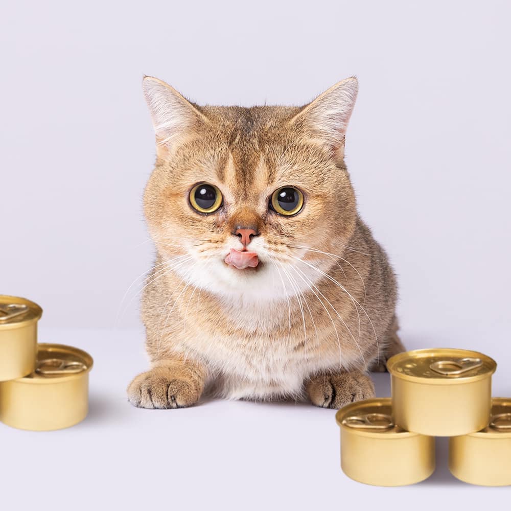 Bảo Anh chi tiền tỷ  mua hẳn nhà máy sản xuất pate riêng cho mèo cưng - Ảnh 2