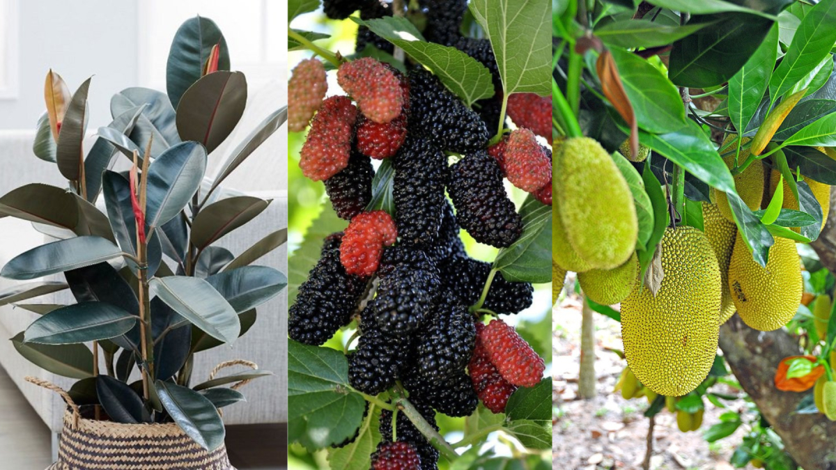 4 loại cây trồng trước nhà rất dễ không lục đục cũng gặp lắm điều không thuận