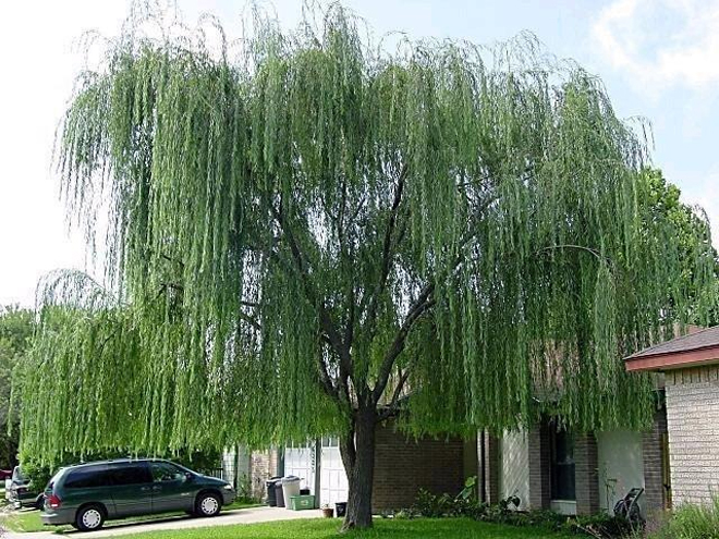 4 cây trồng trước nhà không lục đục cũng bại vong - Ảnh 2