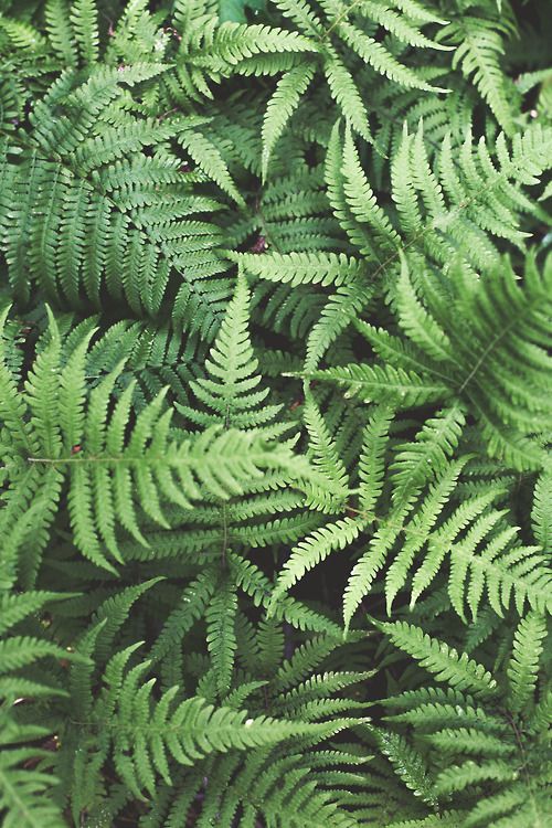 4 cây trồng trước nhà không lục đục cũng bại vong - Ảnh 3