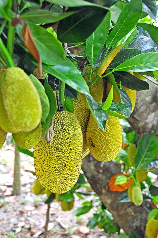 4 cây trồng trước nhà không lục đục cũng bại vong - Ảnh 1