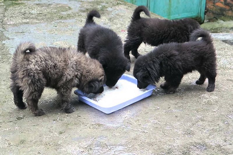 Cổ nhân dạy “Đừng gọi chó khi no”- Ảnh 3