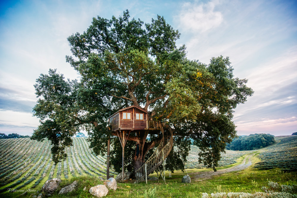 Nằm cách mặt đất khoảng 8 mét, đây là là nghỉ trên cây chỉ phục vụ bữa sáng cao cấp tại một vùng nông thôn Arlena di Castro (Ý). Những du khách may mắn đặt được căn phòng này có thể leo chiếc thang uốn lượn để ngắm nhìn khung cảnh tuyệt đẹp của vườn ô liu.