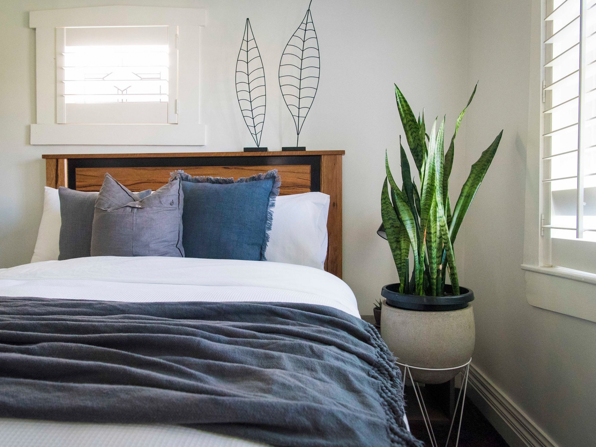 Cây lưỡi hổ là một loại cây trồng quen thuộc trong nhà, đặc biệt là trong phòng ngủ.