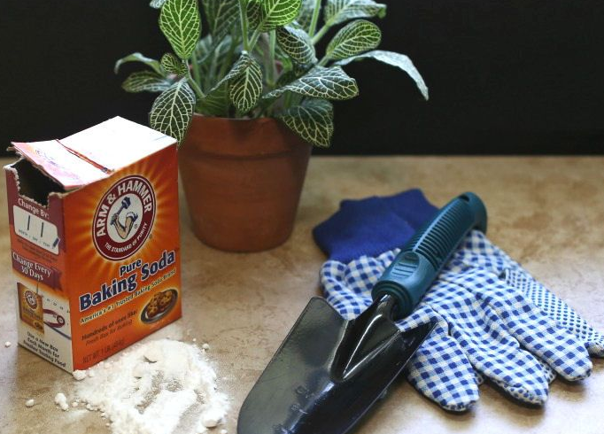 Baking soda: Nguyên liệu tuyệt vời giúp chăm sóc cây cảnh hiệu quả