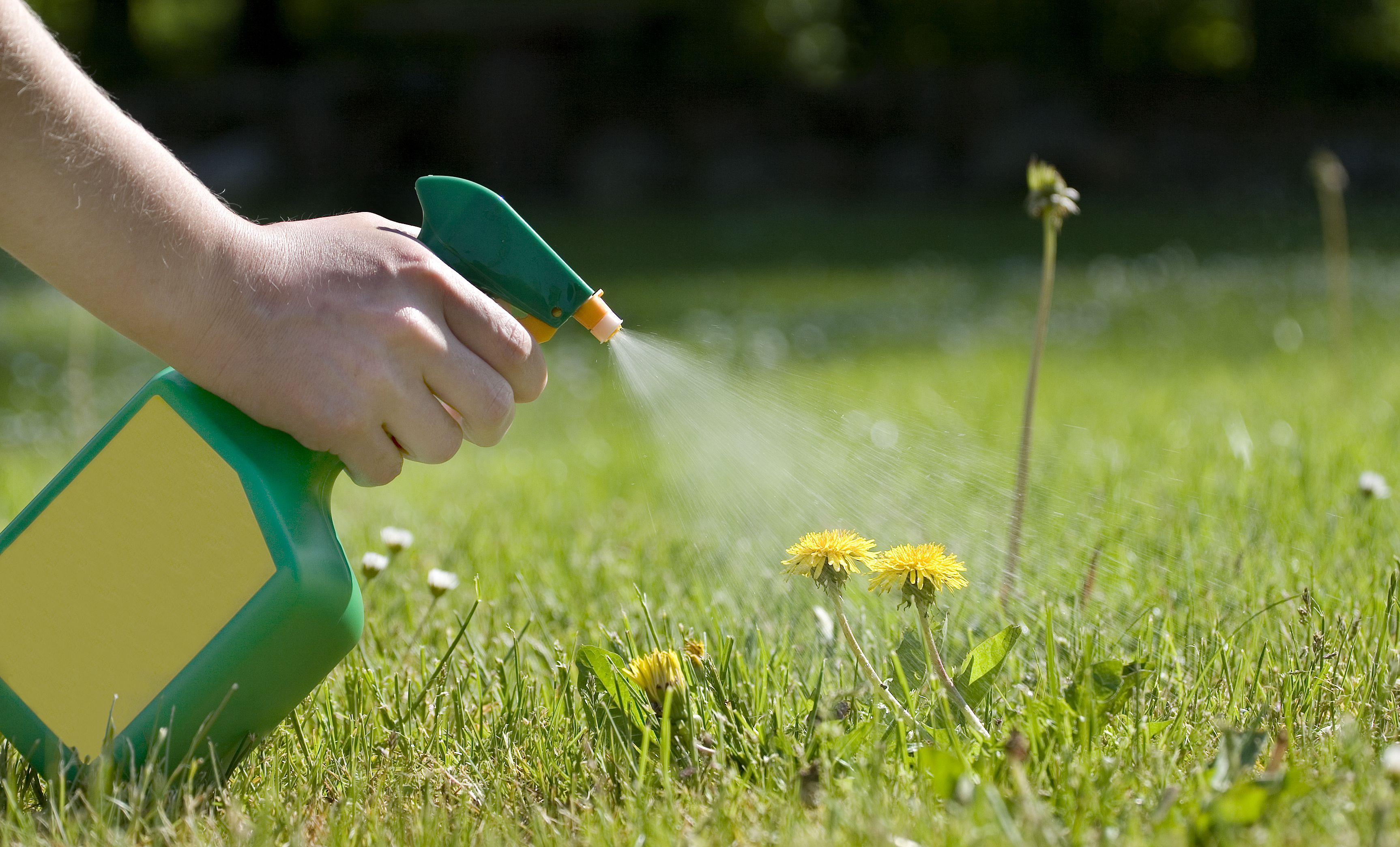 Không cần thuốc diệt cỏ, bạn vẫn có thể diệt cỏ dại bằng… muối ăn