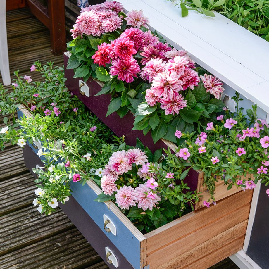 Sử dụng ngăn kéo cũ để “hô biến” thành chậu trồng cây, trồng hoa trong sân vườn hay trước hiên nhà.