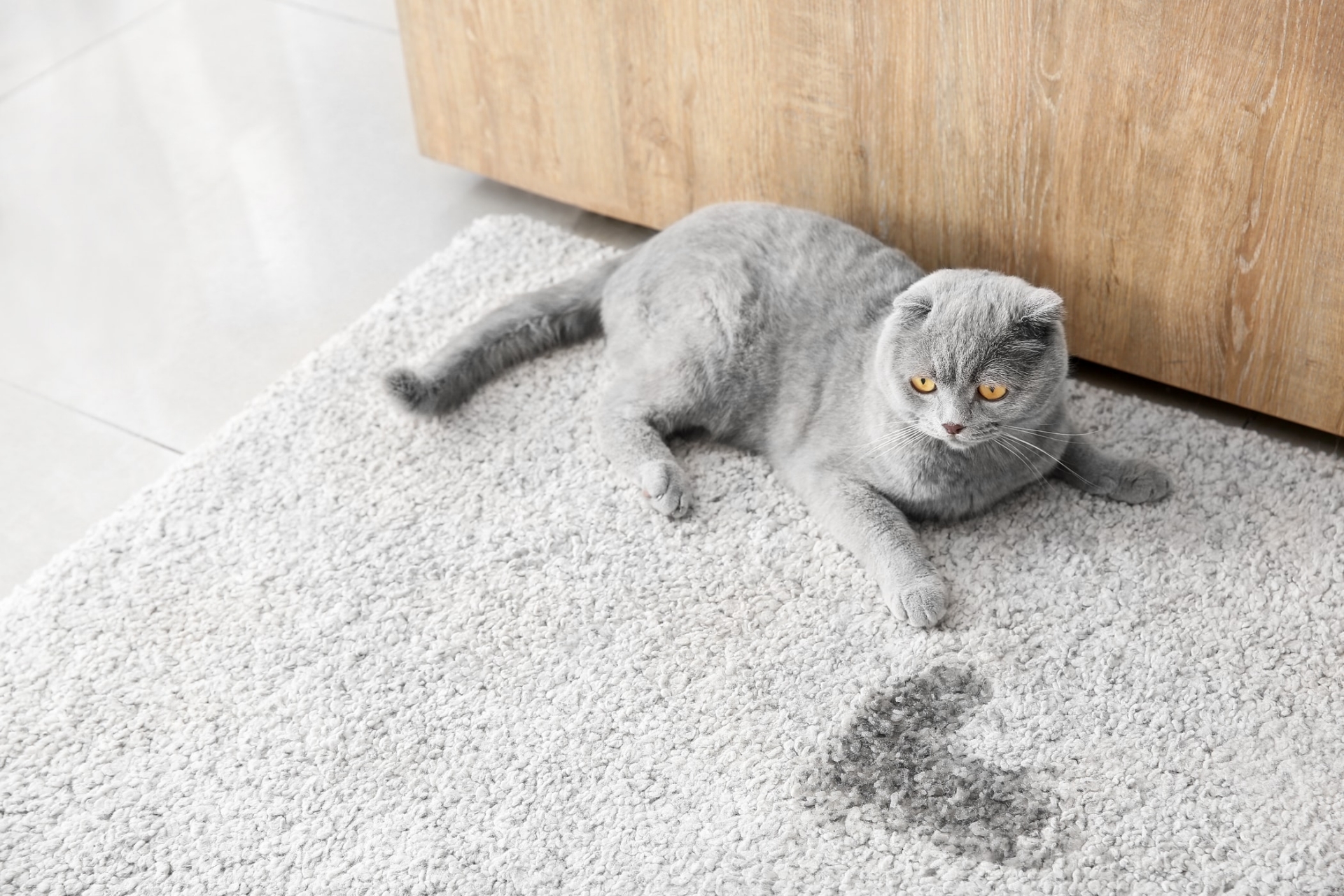Khi tè ra ngoài khay cát, mèo muốn báo hiệu cho bạn biết các vấn đề khó chịu đang xảy ra với nó.