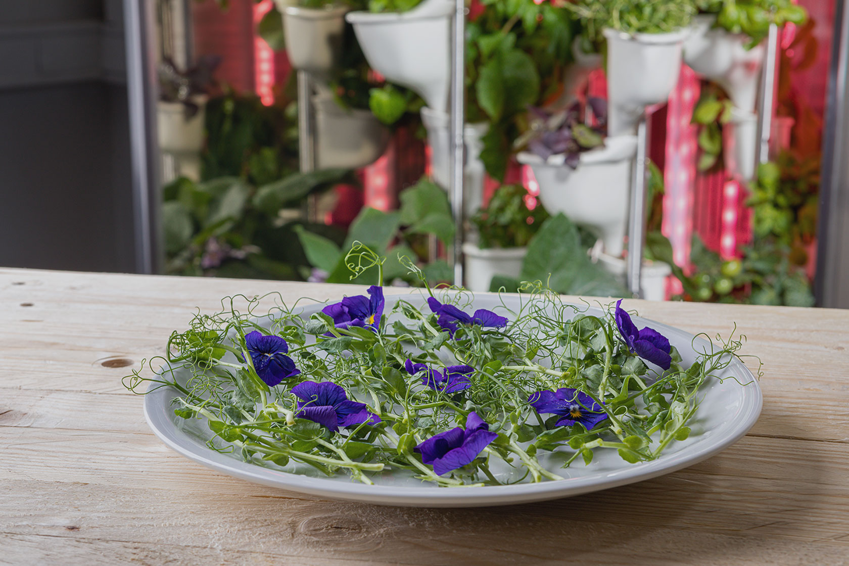 Bạn có thể tự trồng các loại thảo mộc và rau quả ngay trong nhà bếp để phục vụ cho bữa ăn tươi ngon tại chỗ.