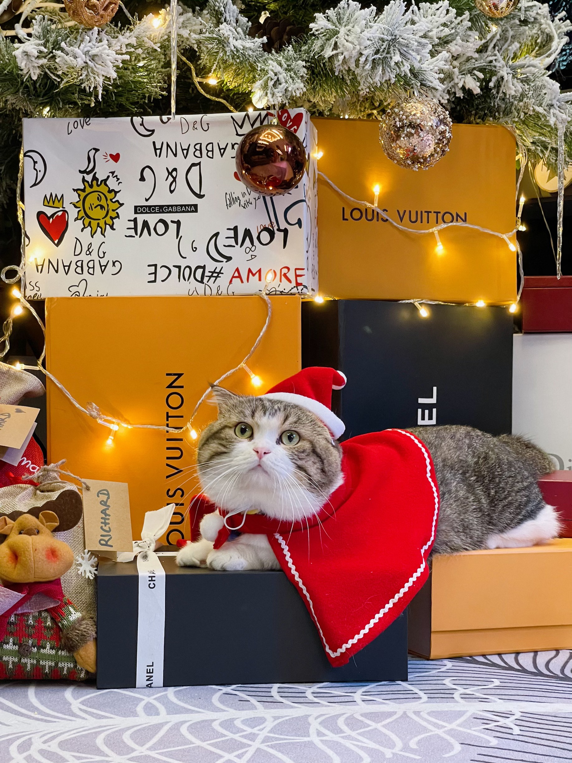 Chú mèo cưng xinh xắn cũng “lên đồ” đón Giáng sinh cùng chủ nhân đấy nhé!