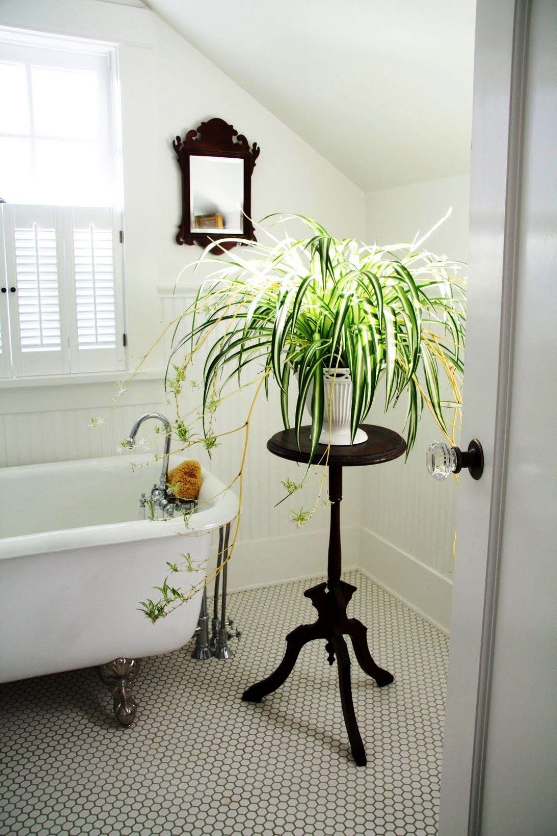 Bạn có thể trồng cây dây nhện trong chậu hoặc giỏ treo để trang trí phòng tắm.