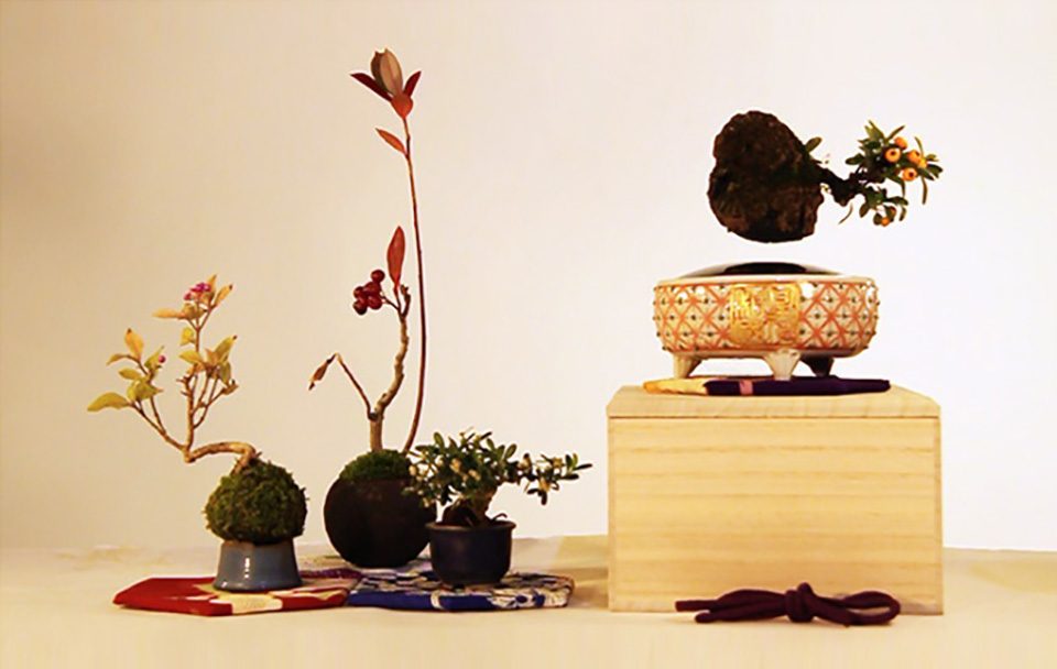 Bonsai là loại cây cảnh nhỏ có dáng cổ thụ trồng trong chậu cảnh, là sự kết hợp tài tình giữa thiên nhiên và nghệ thuật. 
