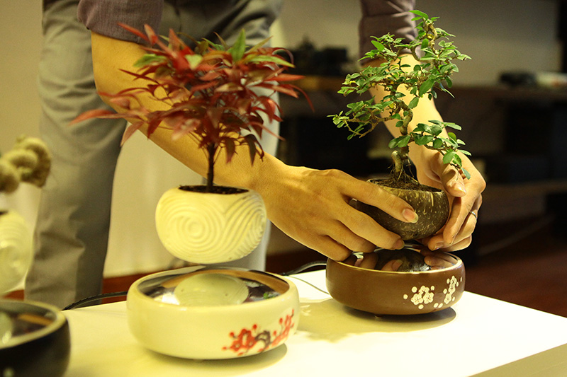 Người trồng bonsai vừa phải kiên nhẫn, tỉ mỉ vừa cần một tâm hồn tinh tế.
