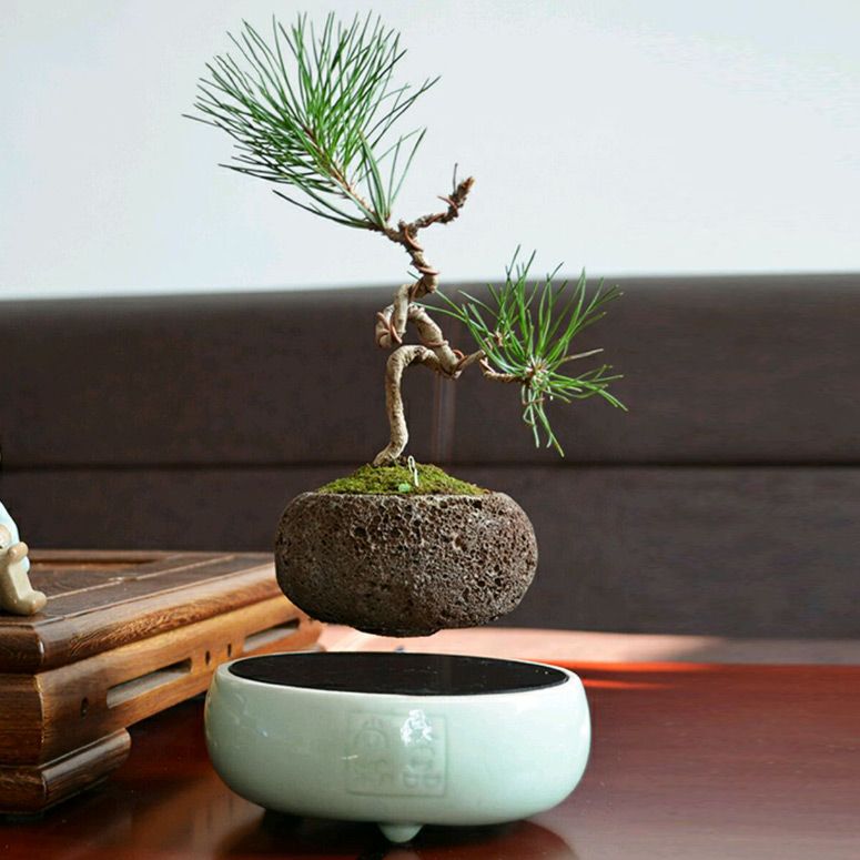 Phần chậu bên dưới được làm bằng gốm sứ truyền thống Nhật Bản, phần cây trồng bên trên được ưu ái với tên gọi “ngôi sao nhỏ”.