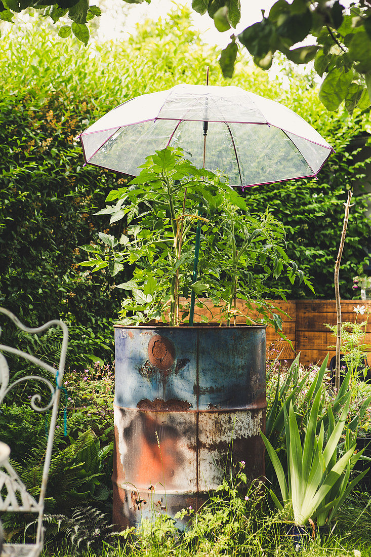 Chiếc ô không chỉ che nắng che mưa cho con người mà còn có thể trở thành “người bạn” bảo vệ những chậu cây trồng trong vườn nhà khỏi ánh nắng gay gắt.