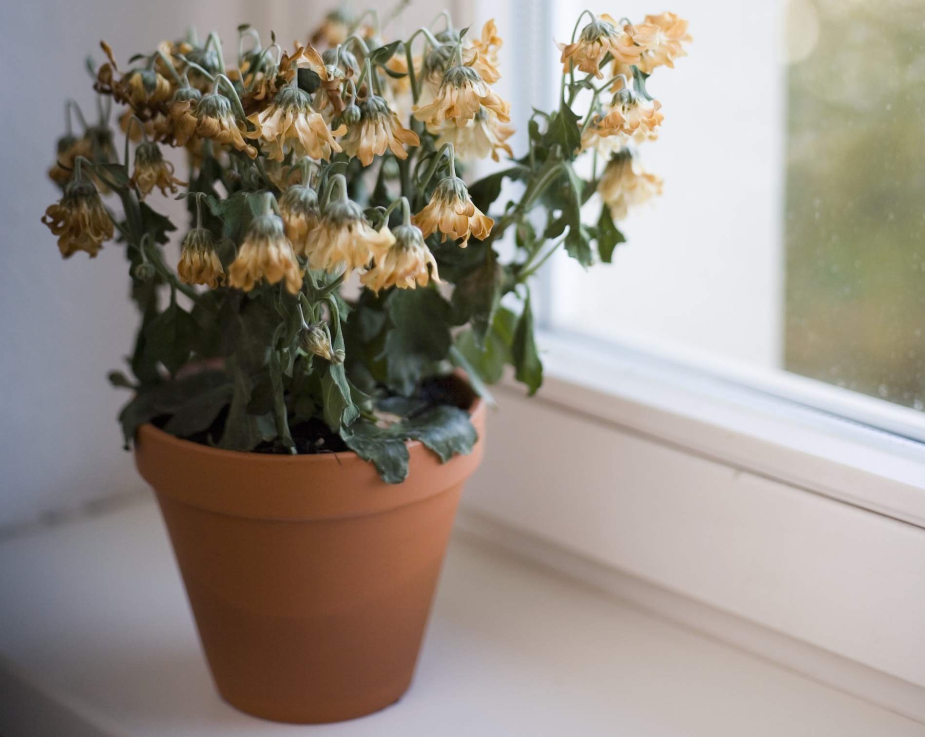 Xét về góc độ phong thủy thì hoa tàn, kể cả hoa khô không giúp tăng sinh khí tích cực cho ngôi nhà.