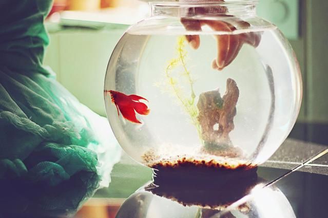 Đặt bể cá trong phòng ngủ: Nên hay không theo quan niệm phong thủy?