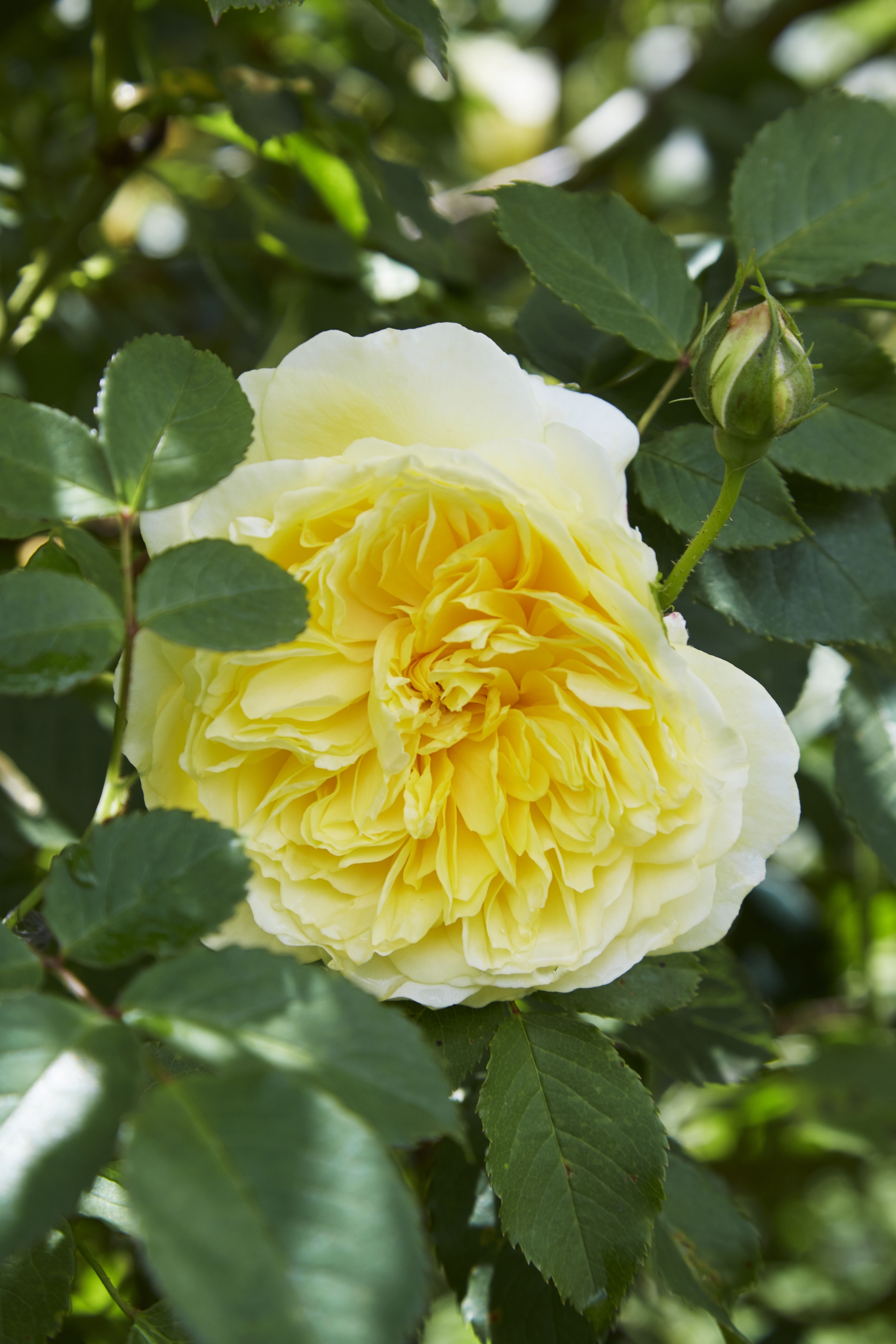 Hoa hồng leo màu vàng nổi bật, kiêu sa khoe sắc giữa khu vườn.