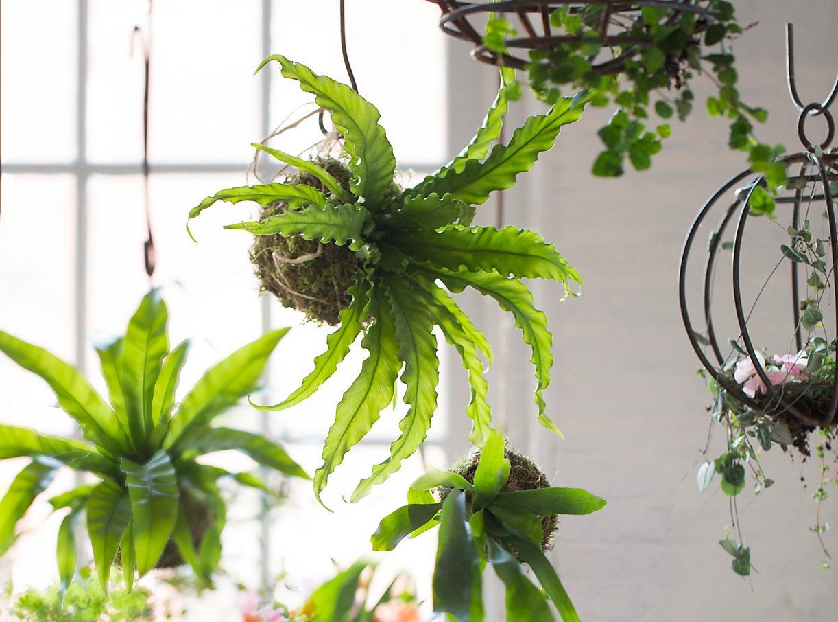 Cây cảnh treo tường: 7 "ứng cử viên" sáng giá cho ngôi nhà thêm xanh mướt