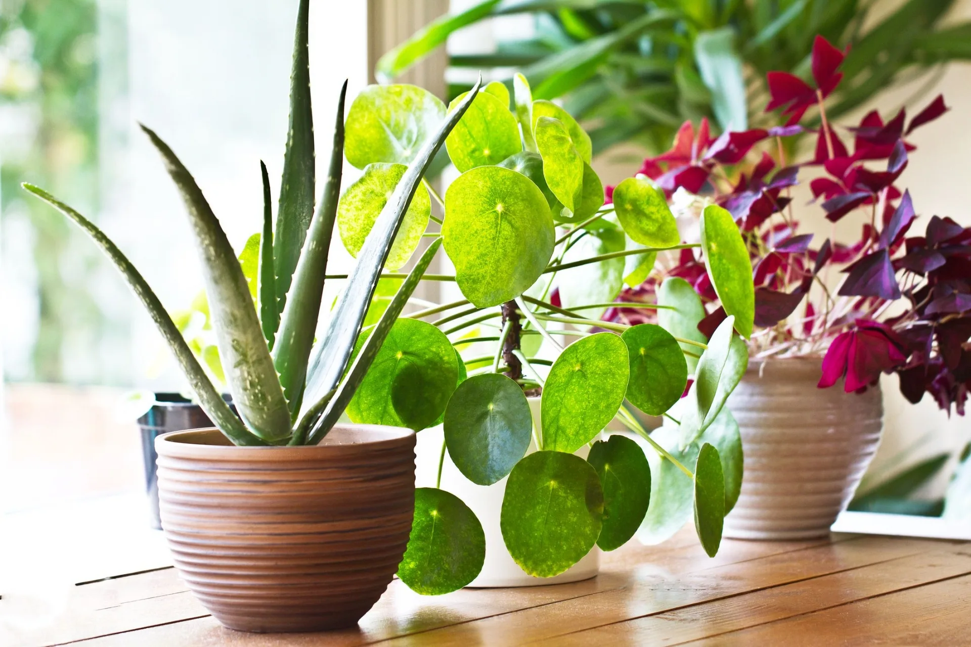 7 lợi ích tuyệt vời khi bạn chọn sử dụng cây cảnh để trang trí không gian sống - Ảnh 7