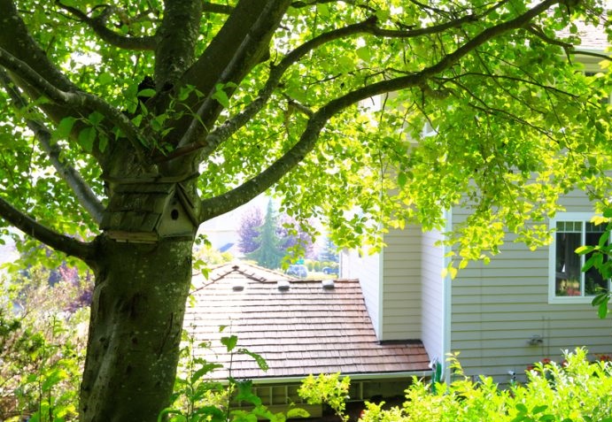 Trong mọi trường hợp, bạn sẽ phải chăm sóc cái cây thật tốt. Loại bỏ bất kỳ tán lá đã héo hoặc sắp tàn úa, vì điều đó có thể làm tiêu hao năng lượng tích cực trong nhà. 