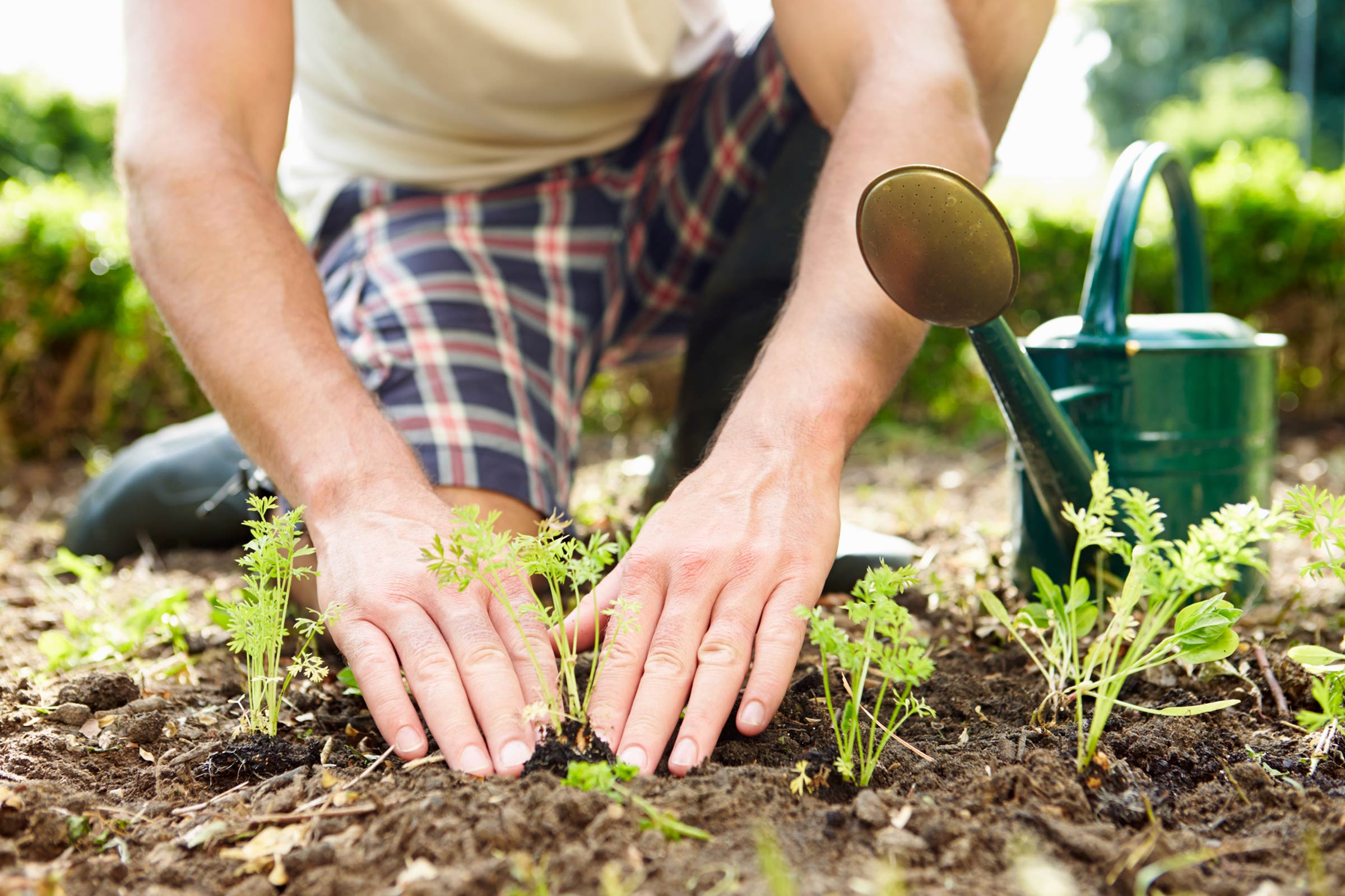 6 điều cần tránh cho người mới bắt đầu làm vườn để tăng năng suất thu hoạch