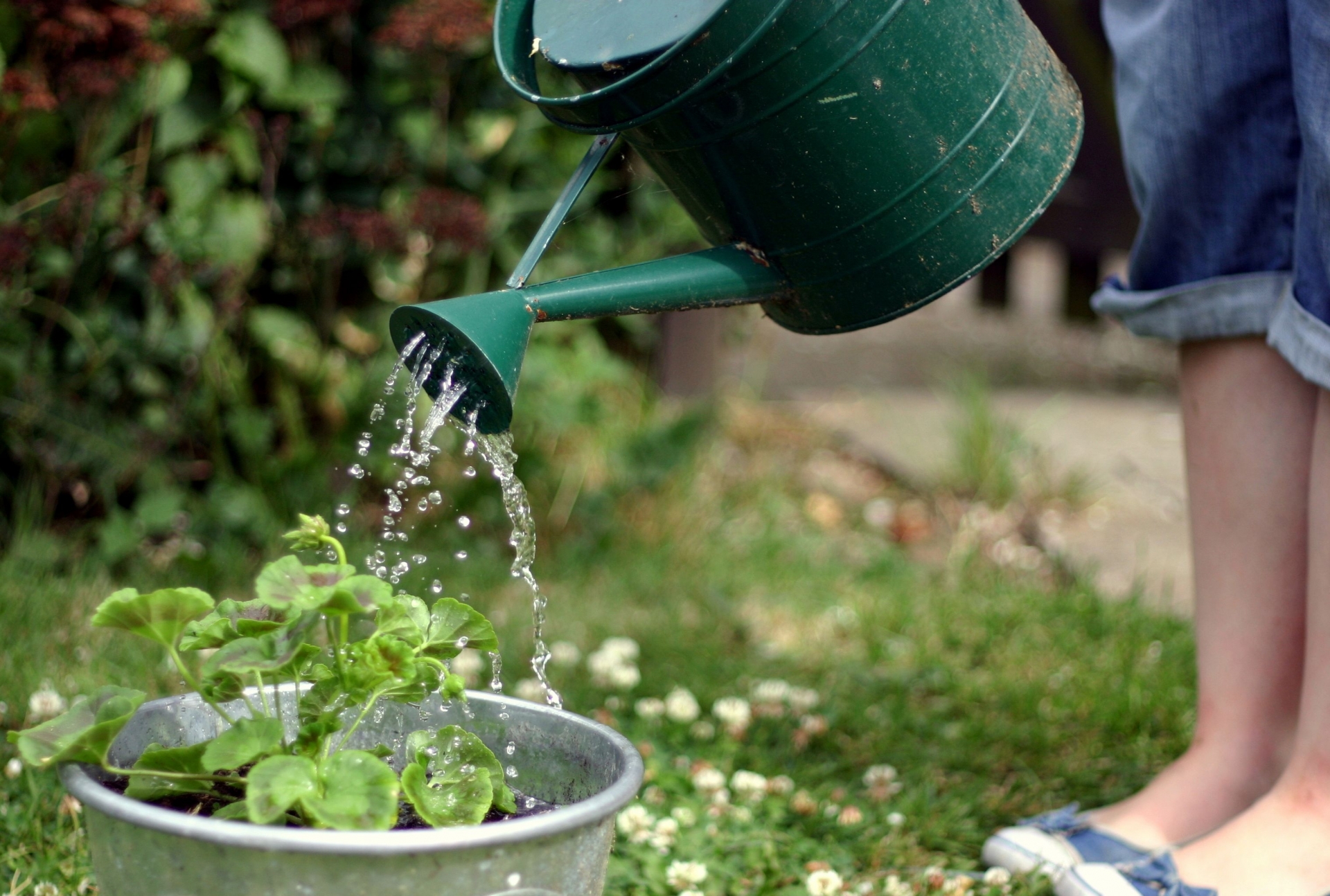 Cây trồng cần nước để chuyển hóa chất dinh dưỡng và phát triển, nhưng mỗi loại rau củ quả lại cần lượng nước khác nhau.