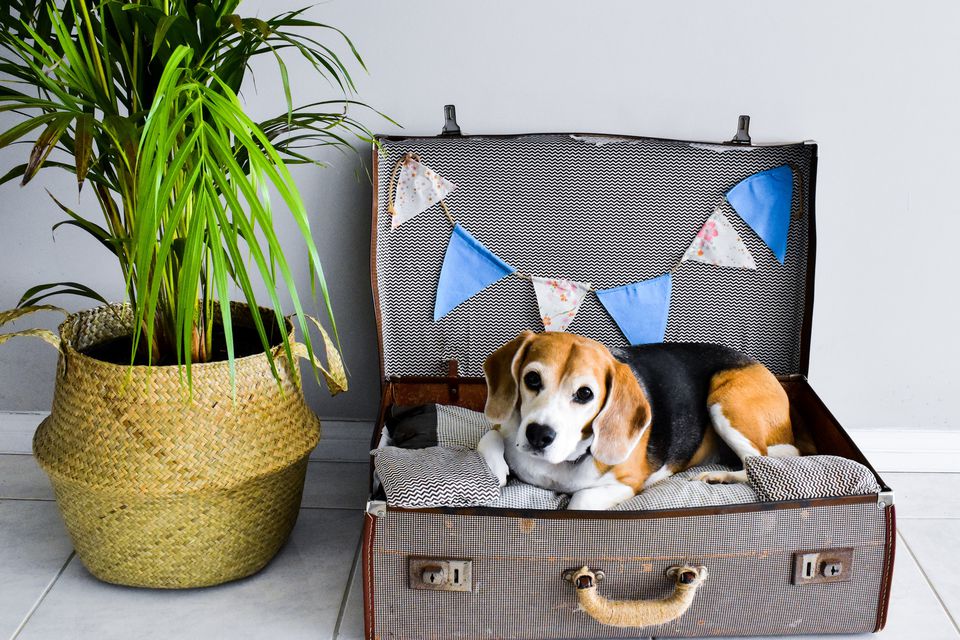 Bạn có thể lót vải cũ bên trong chiếc vali, thêm nệm lót để tăng phần êm ái cho thú cưng trong “chiếc giường mới” này.