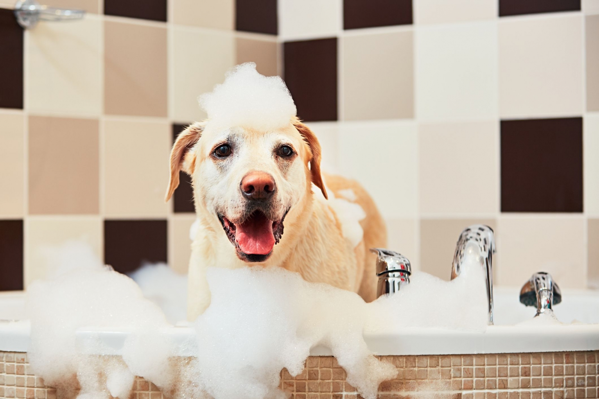 Hãy làm sạch bộ lông chó mèo bằng cách tắm rửa đều đặn, kết hợp sử dụng sữa tắm dành riêng cho vật nuôi.