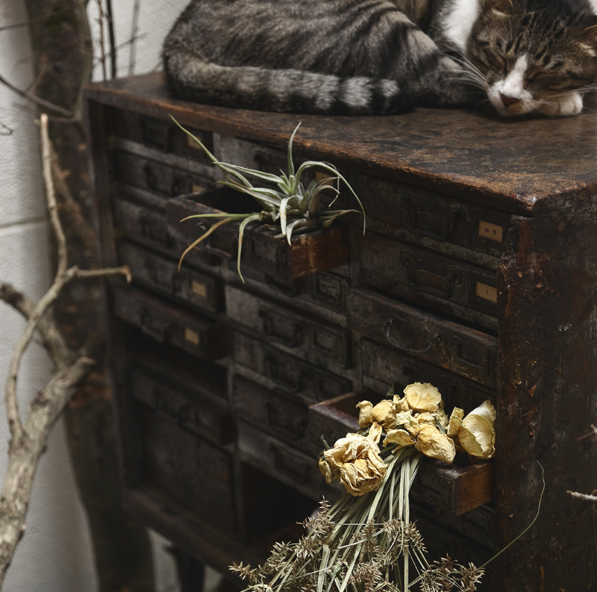 Li Ji tận dụng ngăn kéo của chiếc tủ gỗ cũ kỹ để trồng cây và sắp đặt hoa khô. Anh không sơn sửa lại bất cứ thứ gì, để màu thời gian làm nên vẻ đẹp quyến rũ của riêng nó. Và một điều chắc chắn rằng, những chú mèo của anh rất thích góc nhỏ này!