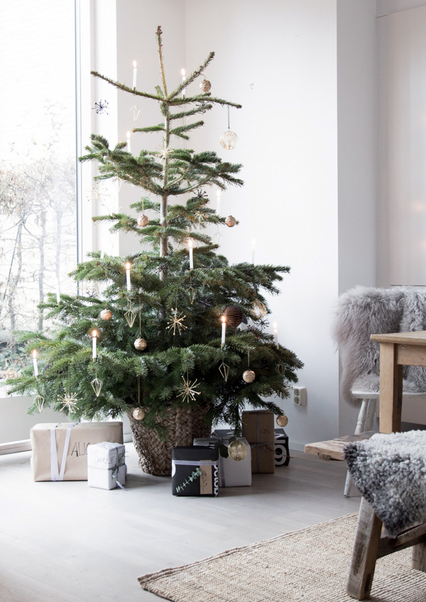 Bảo Bình có xu hướng chọn cây thông Noel màu sắc tự nhiên, cành và tán lá mỏng hơn cây thông quen thuộc.