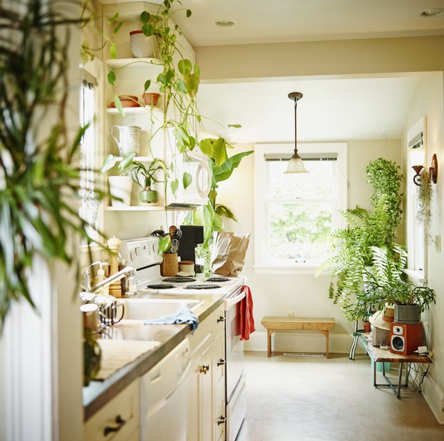 Sắc xanh tươi của thực vật sẽ là giải pháp tuyệt vời để xua tan sự nóng bức trong không gian phòng bếp.