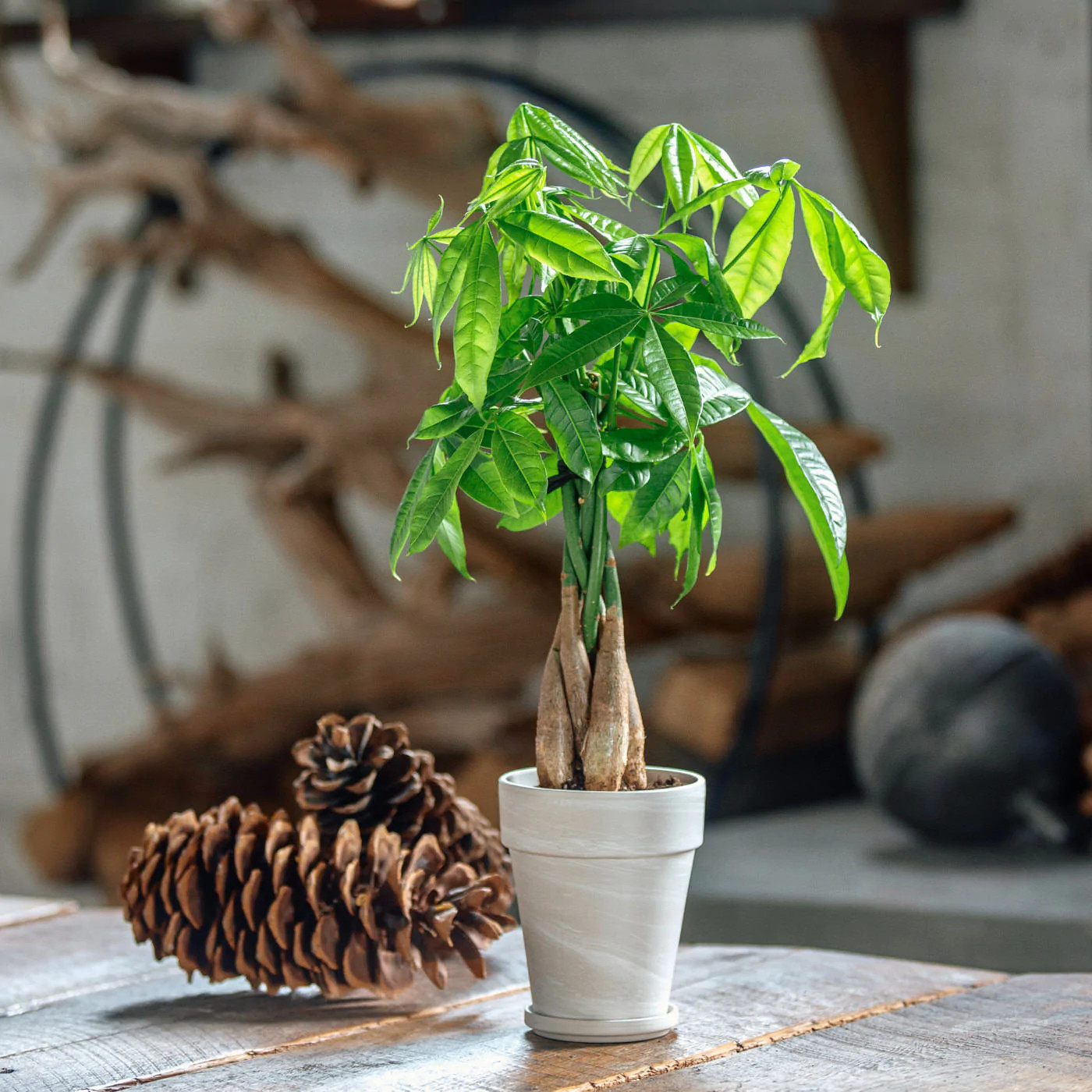 Tất tần tật về kim ngân, loài cây cảnh 