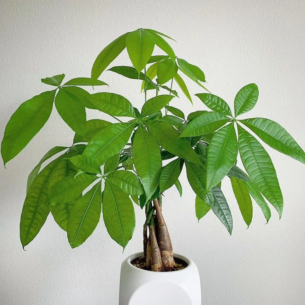 Tất tần tật về kim ngân, loài cây cảnh 