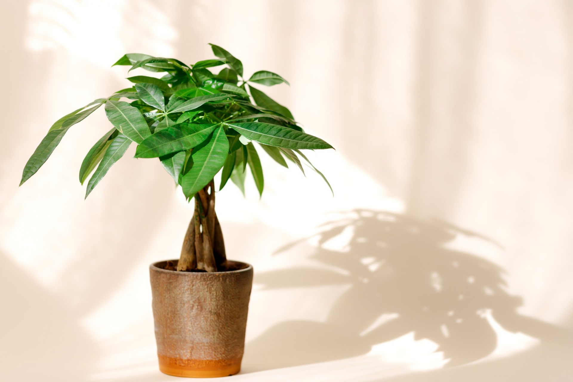 Tất tần tật về kim ngân, loài cây cảnh 