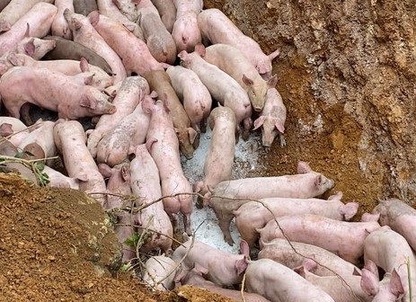 Hàng trăm con lợn nghi nhiễm bệnh bị vứt ở khu vực giáp ranh Nghệ An - Thanh Hóa.