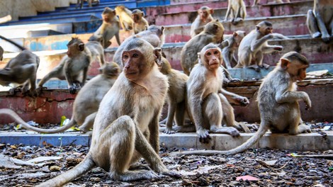 Hàng trăm con khỉ chạy khắp đường phố để tranh giành thức ăn do bị bỏ đói.