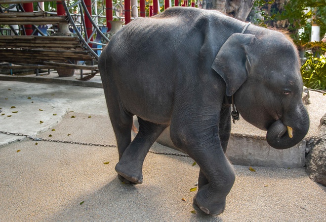Ở Thái Lan, có khoảng 1.000 con voi có nguy cơ chết đói sau khi nhiều công viên đóng cửa do đại dịch.